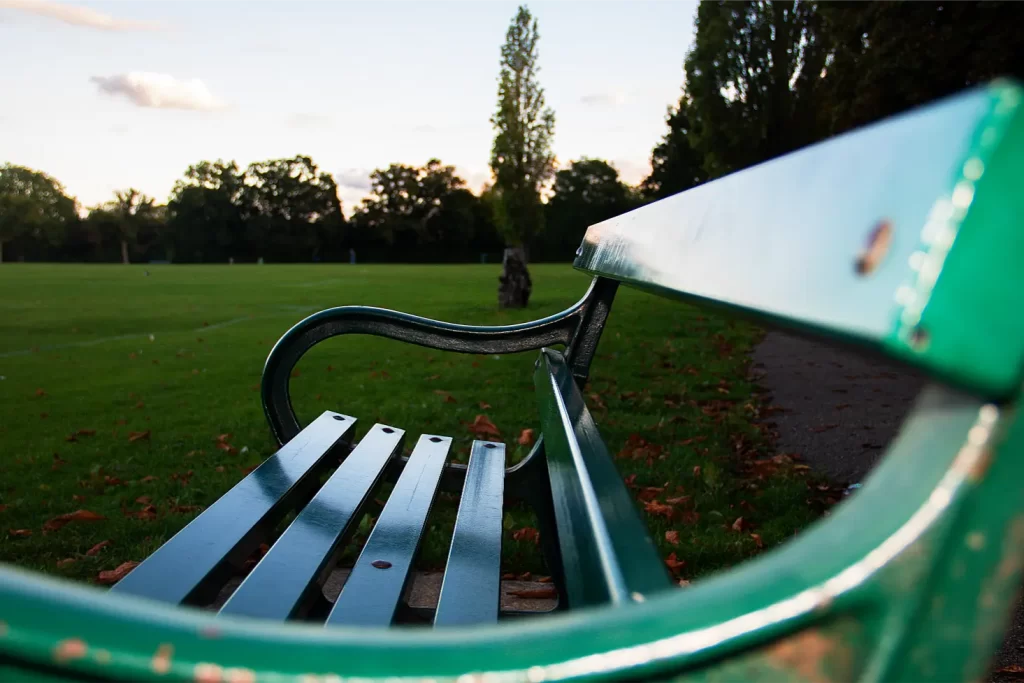 tree in a park