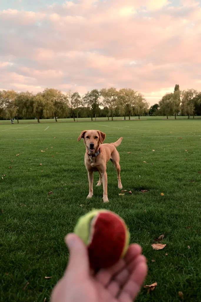 dog and ball