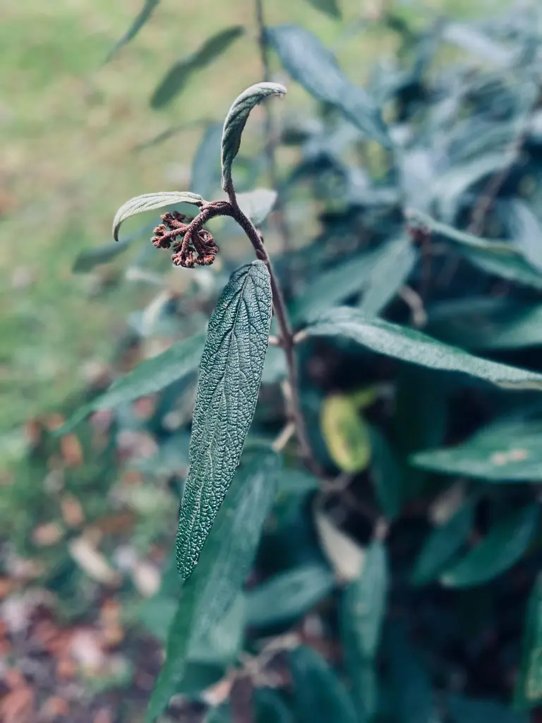 green leaves