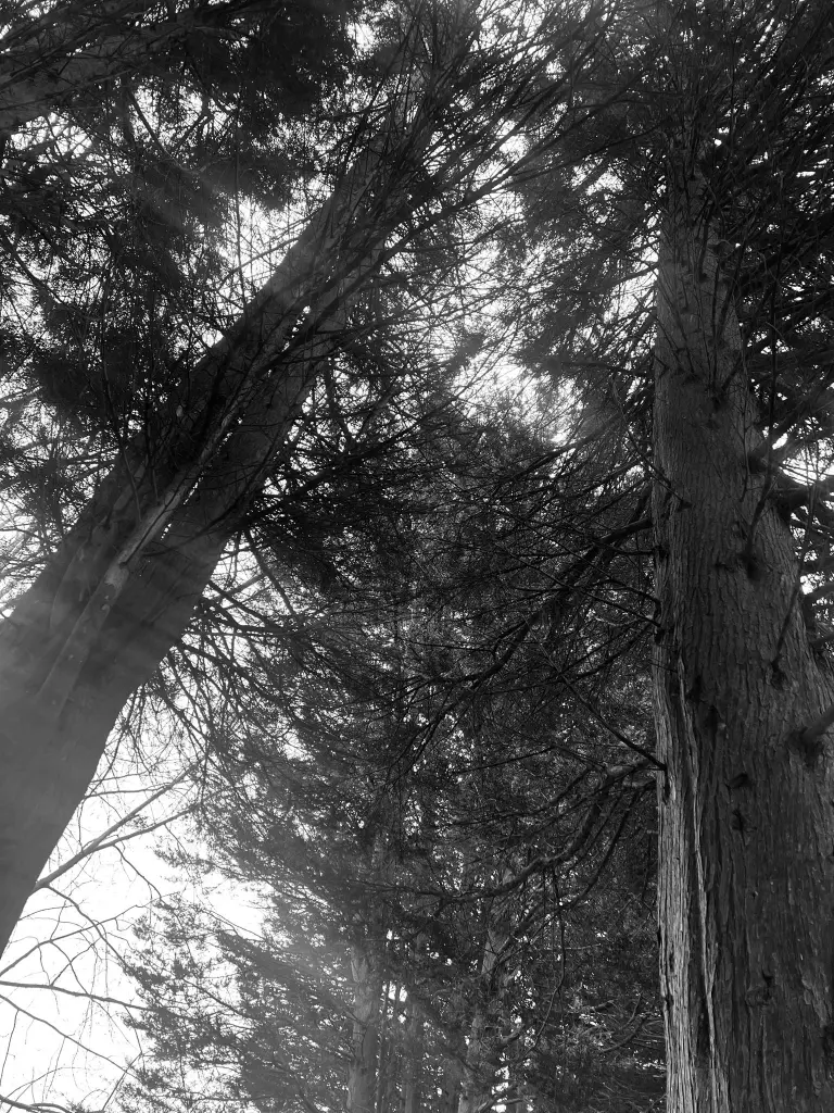 looking up at trees