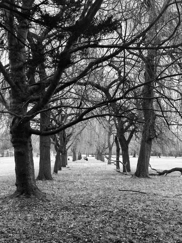 a forest of trees