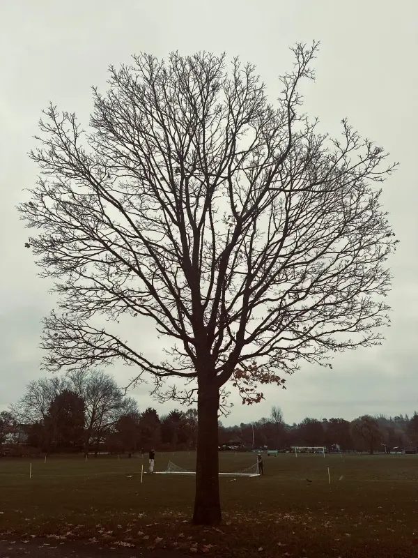 a tree at a park