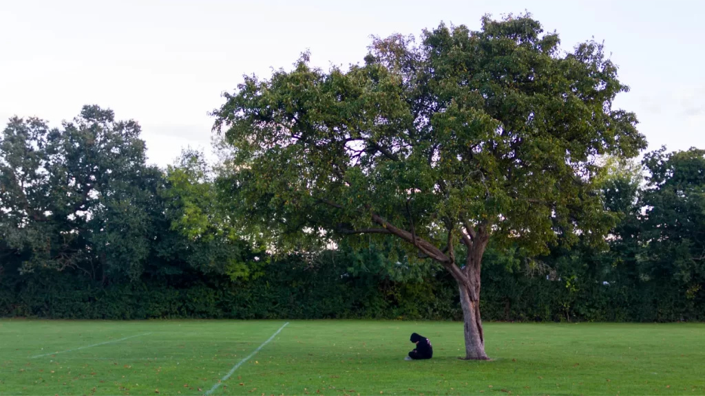 a boy sitting under a tree